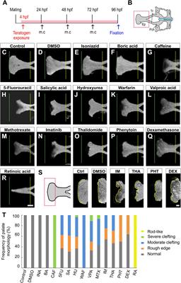 Chemical-Induced Cleft Palate Is Caused and Rescued by Pharmacological Modulation of the Canonical Wnt Signaling Pathway in a Zebrafish Model